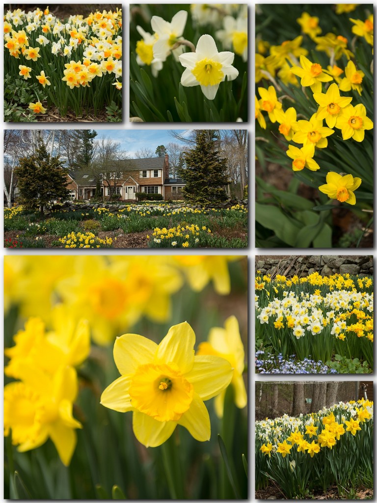 susanmitchelldaffodils2015-768x1024.jpg